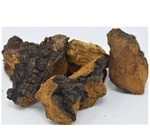 2.08 Pounds - Northern Minnesota Chaga Chunks Wild Harvested From Live Birch. Fixed Price $54.99.