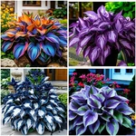 Mixrug 207+ Seeds For Planting Outdoors - Rare Mixed. Fixed Price $14.52.