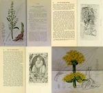 Herbs Botany Botanica Plants Herbal Remedy Medicine VOL.2 - 103 Old Books On Dvd. Fixed Price $14.99.