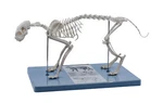 Eisco Labs Adult Cat Skeletal System, Anatomical Model, 8.25" Tall. Fixed Price $114.29.