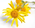 Arnica Oil Triple Macerated- Extra Strong. Fixed Price $99.25.