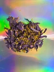 Blue Lotus Petals & Stamens (1OZ). Fixed Price $19.80.