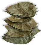 50 Organic Dried Soursop Guanabana Graviola Guyabano Leaves. Fixed Price $17.99.
