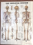 Vintage Laminated Skeletal System Anatomical Chart Poster 1997 26"X20". Fixed Price $25.95.