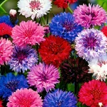 Mixrug 1107+ Perennial Cornflower Seeds For Planting,dwarf Colorful Mixed. Fixed Price $10.29.
