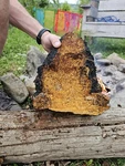 1 Lb Chaga Mushroom Chunks. Hand Harvested In Northern Vermont, Air Dried. Fixed Price $16.75.