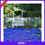 20000+ Magic Blue Creeping Thyme Seeds For Planting Ground Cover Plants Brown. Fixed Price $11.59.