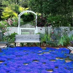 20000+ Magic Blue Creeping Thyme Seeds For Planting Ground Normal, Brown. Fixed Price $11.61.
