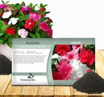 Outsidepride Mix Periwinkle Seeds For Planting 4000 Pcs Annual, Fast-blooming,. Fixed Price $15.51.