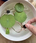 3PCS Lotus Seedlings-ready For Potting-exotic Water Lily Aquatic Plant. Fixed Price $19.99.