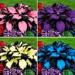 Mixrug Hosta Seeds For Planting, 297PCS Non-gmo Heirloom Perennial Multi. Fixed Price $10.52.