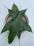 250 Organic Hawaiian Mango Leaves Fresh Picked Herbal Tea Blood Sugar Wellness. Fixed Price $32.99.