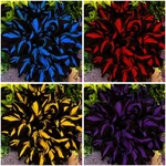 Mixrug Mixed Hosta COLLECTION(300+ Seeds),variegated Foliage. Fixed Price $12.36.