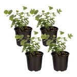 Live Aromatic And Edible Herb - Eucalyptus (4 Per Pack) Assorted Varieties,.... Fixed Price $37.00.