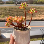 Popular Sedum Pachyphyllum, Indoor Outdoor Planting, High Survival, Starter. Fixed Price $11.99.