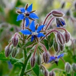 1/4 Lb Borage Herb Seeds - Everwilde Farms Mylar Packet. Fixed Price $11.57.
