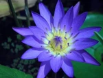 10 Purple Water Lily Pad Nymphaea Sp Pond Lotus Flower Seeds *combined Shipping. Fixed Price $12.90.