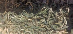Organic Plantain Leaves Herb, Sun Dried 3 Oz - California. Fixed Price $11.00.