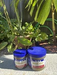 Dax Indian Hemp(big). Fixed Price $25.00.