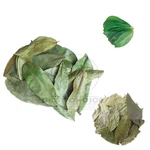 Dried Soursop Leaf/leaves/ceylon Guanabana Graviola Guyabano Organic. Fixed Price $48.44.
