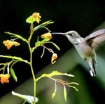 24 3-4 Jewelweed Seedlings- Humming Birds Bees Fav Native Organic Bare Root. Fixed Price $24.99.