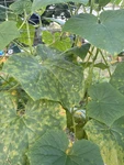 Heirloom Herb Seeds Pack 20 Non-gmo With Markers For Indoor/outdoor Use. Fixed Price $23.99.
