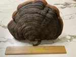 Lingzhi Mushroom (reishi) Display Piece Chinese Organic Health Medicinal. Fixed Price $166.74.