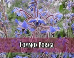 300+ Common Borage Seed, Herb & Flower Gardening Pollinator Plant Packet. Fixed Price $5.99.