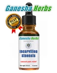 Incarvillea Sinensis - Extract Liquid Tincture Natural Pain Relief 4 Ounces!. Fixed Price $29.99.