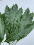 100 Organic Hawaiian Mango Leaves Fresh Picked Herbal Tea Blood Sugar Wellness. Fixed Price $18.99.