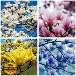 Mixrug Magnolia Flower Seeds Perennial 10+ Planting Outdoors. Fixed Price $20.00.