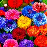 Mixrug 1107+ Perennial Cornflower Seeds For Planting,dwarf Colorful Mixed. Fixed Price $12.57.