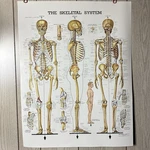 Vtg 1981 Peter Bachin Anatomical Chart The Skeletal System Poster 26X20. Fixed Price $27.50.