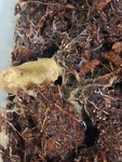 2OZ Grindal Worm Starter Culture. Buy 1 Get Free. Fixed Price $12.99.