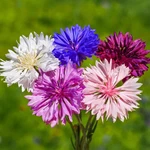 Mixrug Cornflower Seeds 3025PCS Perennial Dwarf Heirloom Non-gmo Planting. Fixed Price $20.00.