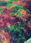 Lb Organic Purple Irish Sea Moss Wild Crafted Mix Color Superfood 16OZS-. Fixed Price $39.99.