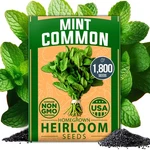 Home Grown Non Gmo Common Mint Seeds (bulk Pack) 1,800 Heirloom 1-PACK, Multi. Fixed Price $17.09.
