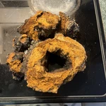 Northern Minnesota Chaga Chunks - 1.08LB Premium Mushroom Tea Organic. Fixed Price $29.99.