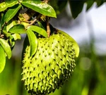 15 Seeds Only For Planting Annona Muricata Soursop Guyabano Guanabana. Fixed Price $15.00.