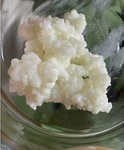 Live Organic Milk Kefir Grains - Fresh Active Starter Culture 15 Grams (3TSPS). Fixed Price $35.99.