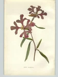 1880 Chromolithograph Rosy Clarkia Red Flower Botanical Print & 4 Pg Bio. Fixed Price $19.99.
