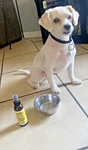 Pet Breath Freshener For Dogs Natural Spray Teeth & Gums Safe Puppies. Fixed Price $16.99.