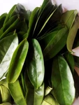 Ceylon Organic Dehydrated Soursop Guanabana Graviola Guyabano Leaves Powder Tea. Fixed Price $8.89.