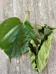Fresh Picked Mulberry Leaves 25/15 Silk Worm/ Shrimp Food (pakistan Shangri). Fixed Price $12.99.
