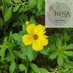 1KG Dried Damiana Leaf Organic Turnera Diffusa Herb Sexual Desire High Stimulant. Fixed Price $102.49.