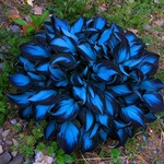 Mixrug Hosta Seeds For Planting, 200+PCS Rare Perennial Flower. Fixed Price $12.99.