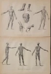 1850S B&w Two Engravings Anatomical Charts Muscles Human Body Hands Head Feet. Fixed Price $45.00.