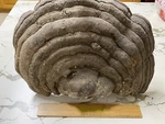 Lingzhi Mushroom (reishi) Display Piece Chinese Large ! Health Medicinal (b). Fixed Price $181.24.