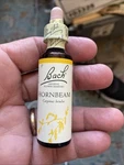 Bach Original Flower Remedies Hornbeam Procrastinate Less 0.7 Oz 20ML. Fixed Price $9.99.