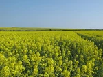 Photo A2 Fields Of Gold East Studdal Flowering Oil Seed Rape Pl C2011. Fixed Price $47.10.